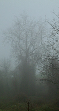 misty foggy winter scene