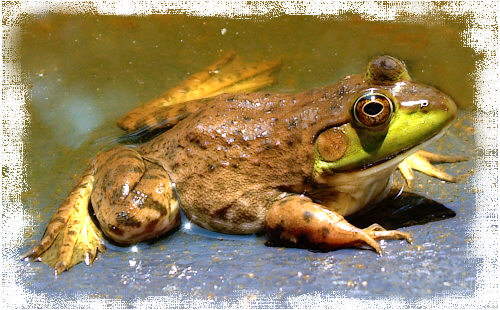 Why are frogs so noisy?
